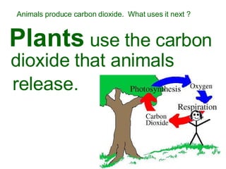 Animals produce carbon dioxide.  What uses it next ? Plants  use the carbon dioxide that animals  release. 