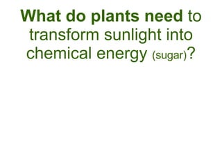 What do plants need  to transform sunlight into chemical energy  (sugar) ? 