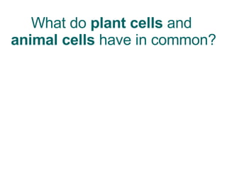 What do  plant cells  and  animal cells  have in common? 