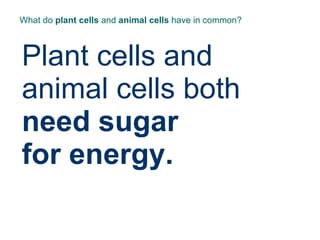 What do  plant cells  and  animal cells  have in common? Plant cells and animal cells both  need sugar  for energy. 