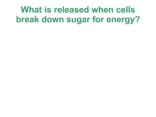 What is released when cells break down sugar for energy? 