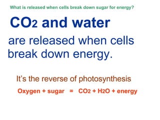What is released when cells break down sugar for energy? CO 2  and water   are released when cells break down energy. It’s the reverse of photosynthesis Oxygen + sugar  =  CO 2  + H 2 O + energy 