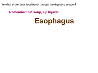 In what  order  does food travel through the digestive system? Remember: eat soup, sip liquids Esophagus Stomach Small intestine Large intestine  (colon) 
