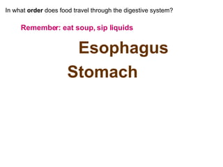 In what  order  does food travel through the digestive system? Remember: eat soup, sip liquids Esophagus Stomach Small intestine Large intestine  (colon) 
