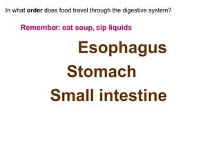 In what  order  does food travel through the digestive system? Remember: eat soup, sip liquids Esophagus Stomach Small intestine Large intestine  (colon) 