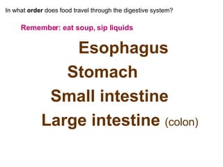 In what  order  does food travel through the digestive system? Remember: eat soup, sip liquids Esophagus Stomach Small intestine Large intestine  (colon) 