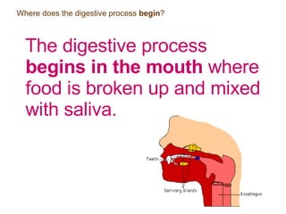 Where does the digestive process  begin ? The digestive process  begins in the mouth  where food is broken up and mixed with saliva. 