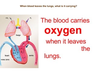 When blood leaves the lungs, what is it carrying? The blood carries   oxygen   when it leaves  the lungs. 
