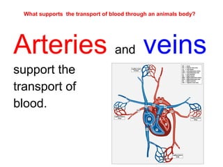 What supports  the transport of blood through an animals body? Arteries   and   veins  support the  transport of  blood. 