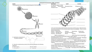 Decoding Dna Segment Activity.pdf FIRST QUARTER-DNA-Activity Model Activity | PPTX