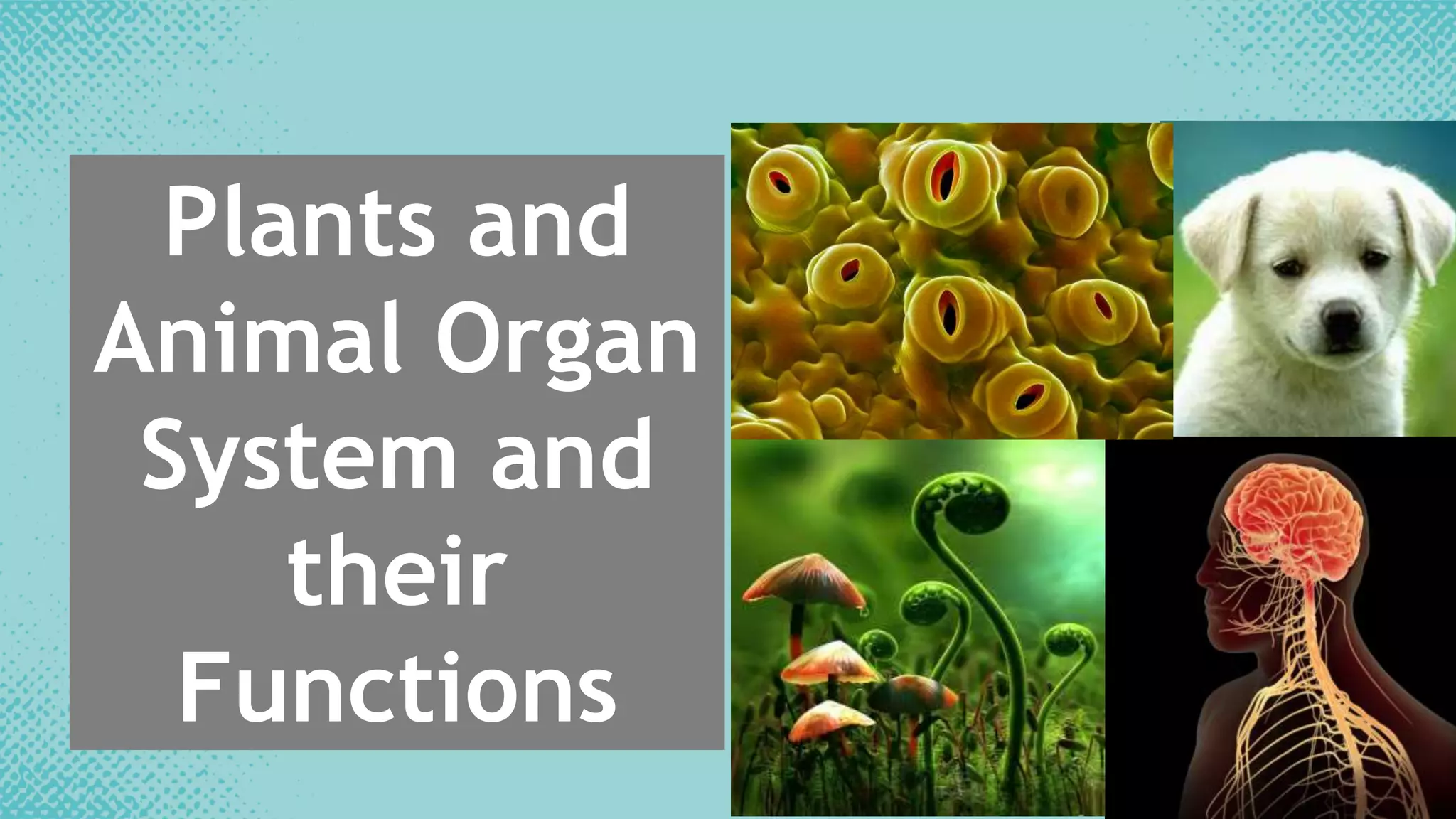 Q1C1L1 Animal and Plant Organ Systems and their Functions (2).pptx