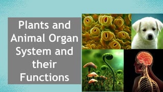 Plants and
Animal Organ
System and
their
Functions
 