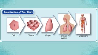 Q1C1L1 Animal and Plant Organ Systems and their Functions (2).pptx