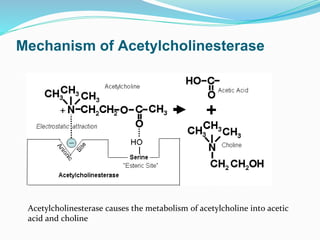 Mechanism of Acetylcholinesterase
Acetylcholinesterase causes the metabolism of acetylcholine into acetic
acid and choline
 