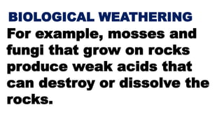 BIOLOGICAL WEATHERING
For example, mosses and
fungi that grow on rocks
produce weak acids that
can destroy or dissolve the
rocks.
 