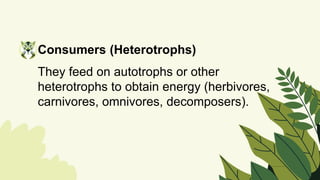Consumers (Heterotrophs)
They feed on autotrophs or other
heterotrophs to obtain energy (herbivores,
carnivores, omnivores, decomposers).
 