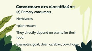 Consumers are classified as:
(a) Primary consumers
Herbivores
-plant-eaters
They directly depend on plants for their
food.
Examples: goat, deer, carabao, cow, horse,
etc.,
 