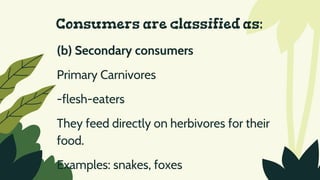 Consumers are classified as:
(b) Secondary consumers
Primary Carnivores
-flesh-eaters
They feed directly on herbivores for their
food.
Examples: snakes, foxes
 