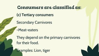 Consumers are classified as:
(c) Tertiary consumers
Secondary Carnivores
-Meat-eaters
They depend on the primary carnivores
for their food.
Examples: Lion, tiger
 