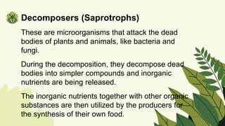 Decomposers (Saprotrophs)
These are microorganisms that attack the dead
bodies of plants and animals, like bacteria and
fungi.
During the decomposition, they decompose dead
bodies into simpler compounds and inorganic
nutrients are being released.
The inorganic nutrients together with other organic
substances are then utilized by the producers for
the synthesis of their own food.
 