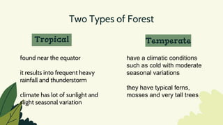 Two Types of Forest
Tropical Temperate
found near the equator
it results into frequent heavy
rainfall and thunderstorm
climate has lot of sunlight and
slight seasonal variation
have a climatic conditions
such as cold with moderate
seasonal variations
they have typical ferns,
mosses and very tall trees
 