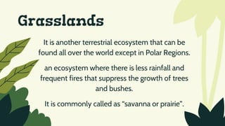 Grasslands
It is another terrestrial ecosystem that can be
found all over the world except in Polar Regions.
an ecosystem where there is less rainfall and
frequent fires that suppress the growth of trees
and bushes.
It is commonly called as “savanna or prairie”.
 