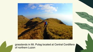 grasslands in Mt. Pulag located at Central Cordillera
of northern Luzon
 