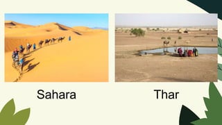 Sahara Thar
 