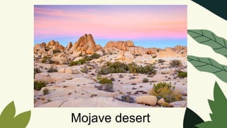 Mojave desert
 