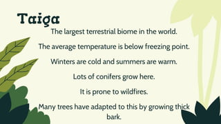 Taiga
The largest terrestrial biome in the world.
The average temperature is below freezing point.
Winters are cold and summers are warm.
Lots of conifers grow here.
It is prone to wildfires.
Many trees have adapted to this by growing thick
bark.
 