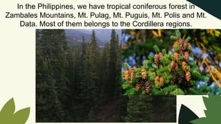 In the Philippines, we have tropical coniferous forest in
Zambales Mountains, Mt. Pulag, Mt. Puguis, Mt. Polis and Mt.
Data. Most of them belongs to the Cordillera regions.
 