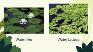 Water lilies Water Lettuce
 