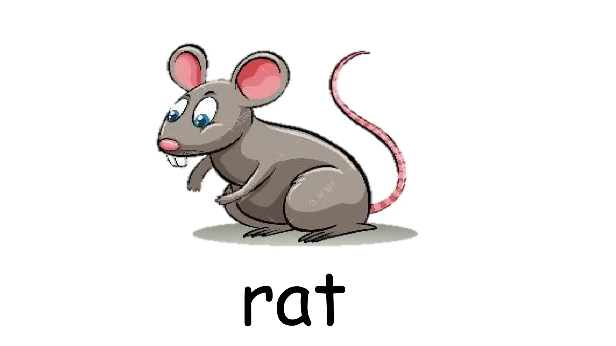 rat