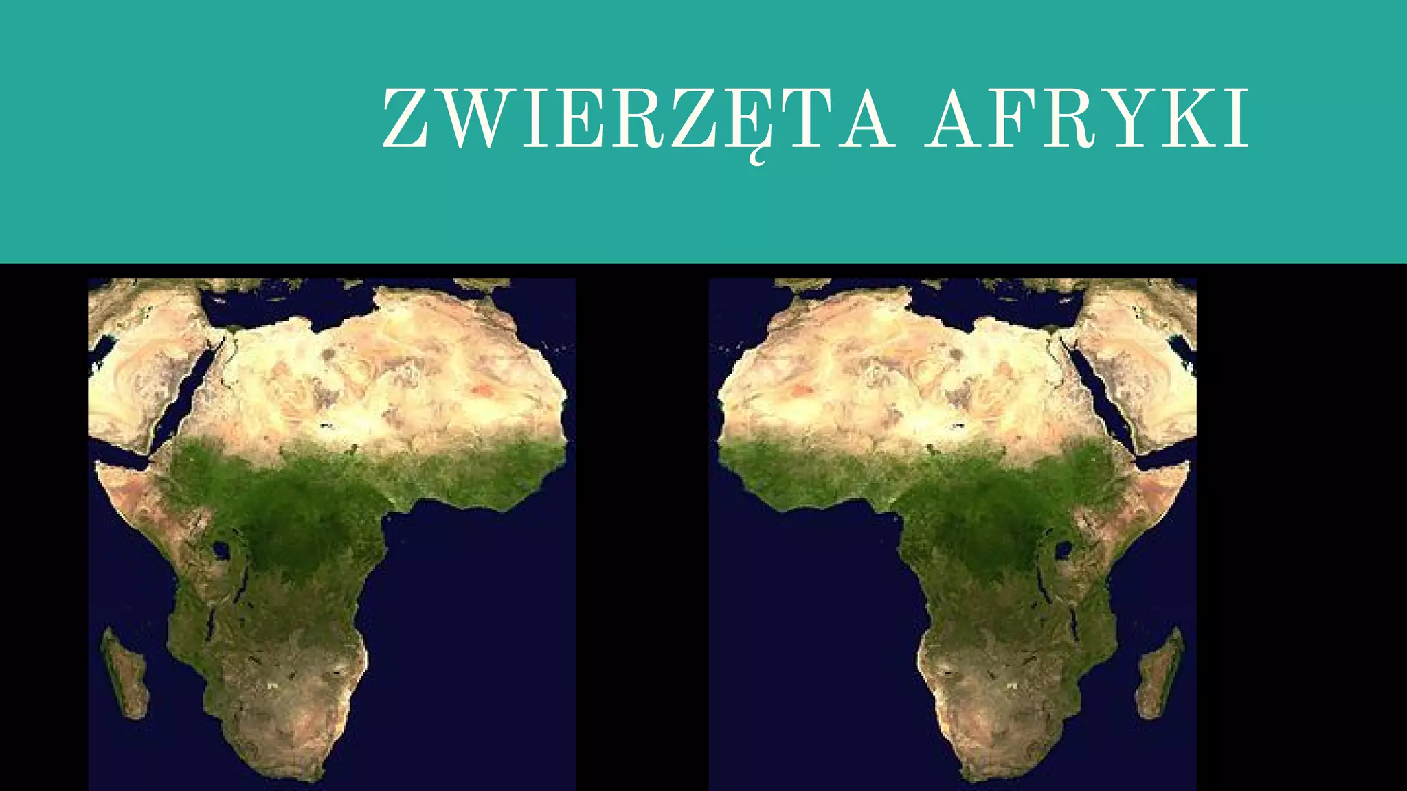 Zwierzęta afryki | PPT