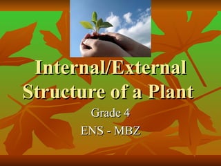Q1W4L1-PowerpointInternalExternalStructureofPlants.ppt