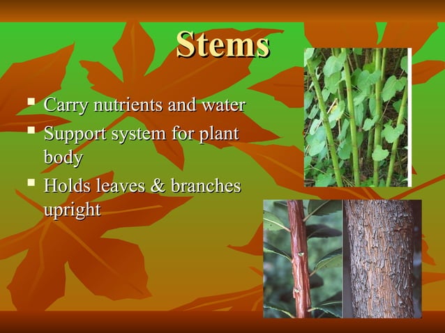 Q1W4L1-PowerpointInternalExternalStructureofPlants.ppt