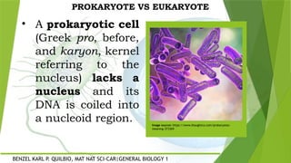 Differentiating Prokaryotes and Eukaryotes | PPTX