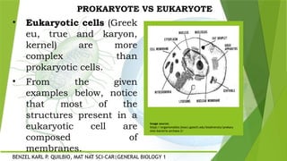 Differentiating Prokaryotes and Eukaryotes | PPTX