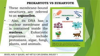 Differentiating Prokaryotes and Eukaryotes | PPTX