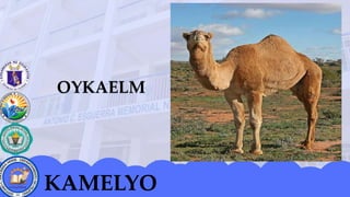 KAMELYO
 
