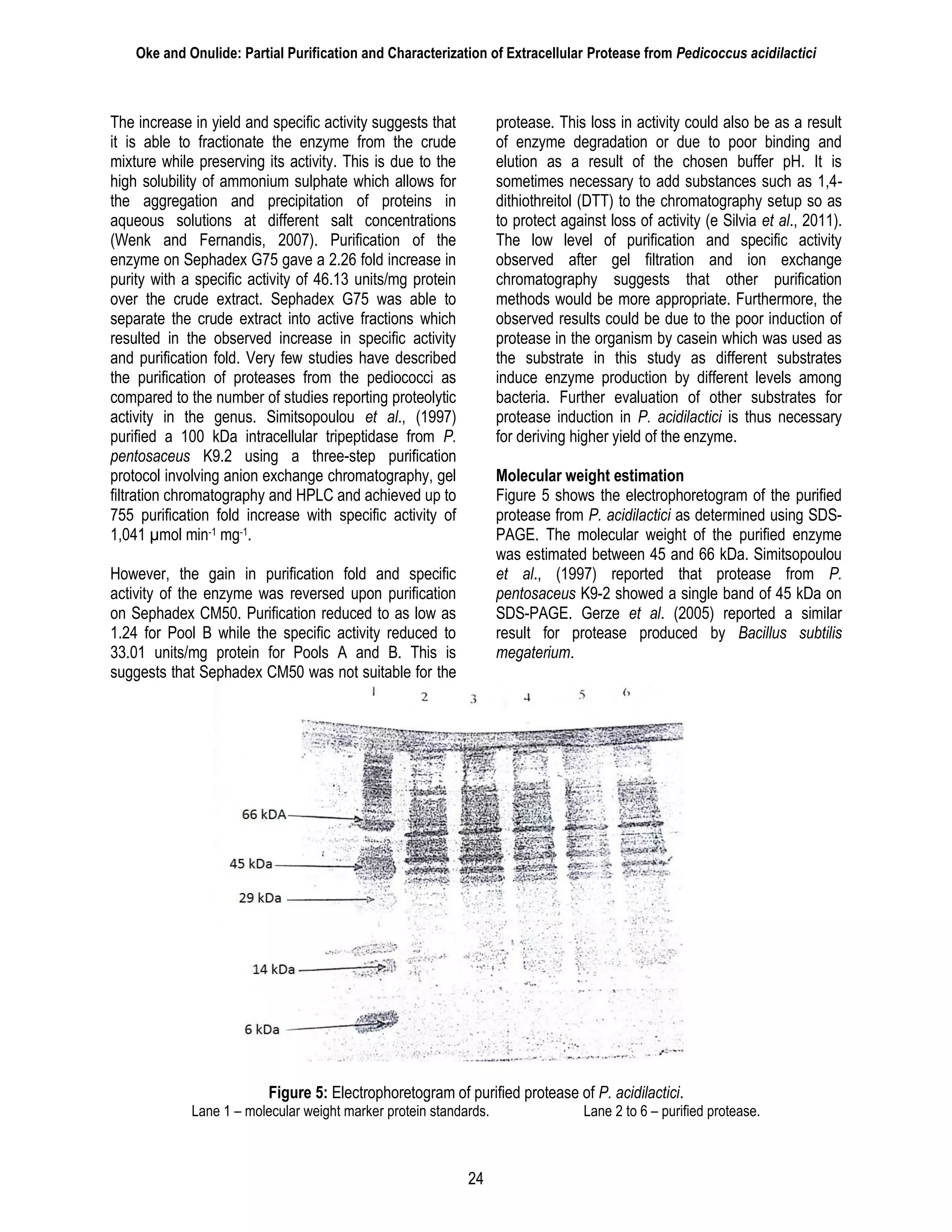 Oke and Onulide: Partial Purification and Characterization of Extracellular Protease from Pedicoccus acidilactici
24
The increase in yield and specific activity suggests that
it is able to fractionate the enzyme from the crude
mixture while preserving its activity. This is due to the
high solubility of ammonium sulphate which allows for
the aggregation and precipitation of proteins in
aqueous solutions at different salt concentrations
(Wenk and Fernandis, 2007). Purification of the
enzyme on Sephadex G75 gave a 2.26 fold increase in
purity with a specific activity of 46.13 units/mg protein
over the crude extract. Sephadex G75 was able to
separate the crude extract into active fractions which
resulted in the observed increase in specific activity
and purification fold. Very few studies have described
the purification of proteases from the pediococci as
compared to the number of studies reporting proteolytic
activity in the genus. Simitsopoulou et al., (1997)
purified a 100 kDa intracellular tripeptidase from P.
pentosaceus K9.2 using a three-step purification
protocol involving anion exchange chromatography, gel
filtration chromatography and HPLC and achieved up to
755 purification fold increase with specific activity of
1,041 µmol min-1 mg-1.
However, the gain in purification fold and specific
activity of the enzyme was reversed upon purification
on Sephadex CM50. Purification reduced to as low as
1.24 for Pool B while the specific activity reduced to
33.01 units/mg protein for Pools A and B. This is
suggests that Sephadex CM50 was not suitable for the
protease. This loss in activity could also be as a result
of enzyme degradation or due to poor binding and
elution as a result of the chosen buffer pH. It is
sometimes necessary to add substances such as 1,4-
dithiothreitol (DTT) to the chromatography setup so as
to protect against loss of activity (e Silvia et al., 2011).
The low level of purification and specific activity
observed after gel filtration and ion exchange
chromatography suggests that other purification
methods would be more appropriate. Furthermore, the
observed results could be due to the poor induction of
protease in the organism by casein which was used as
the substrate in this study as different substrates
induce enzyme production by different levels among
bacteria. Further evaluation of other substrates for
protease induction in P. acidilactici is thus necessary
for deriving higher yield of the enzyme.
Molecular weight estimation
Figure 5 shows the electrophoretogram of the purified
protease from P. acidilactici as determined using SDS-
PAGE. The molecular weight of the purified enzyme
was estimated between 45 and 66 kDa. Simitsopoulou
et al., (1997) reported that protease from P.
pentosaceus K9-2 showed a single band of 45 kDa on
SDS-PAGE. Gerze et al. (2005) reported a similar
result for protease produced by Bacillus subtilis
megaterium.
Figure 5: Electrophoretogram of purified protease of P. acidilactici.
Lane 1 – molecular weight marker protein standards. Lane 2 to 6 – purified protease.
 