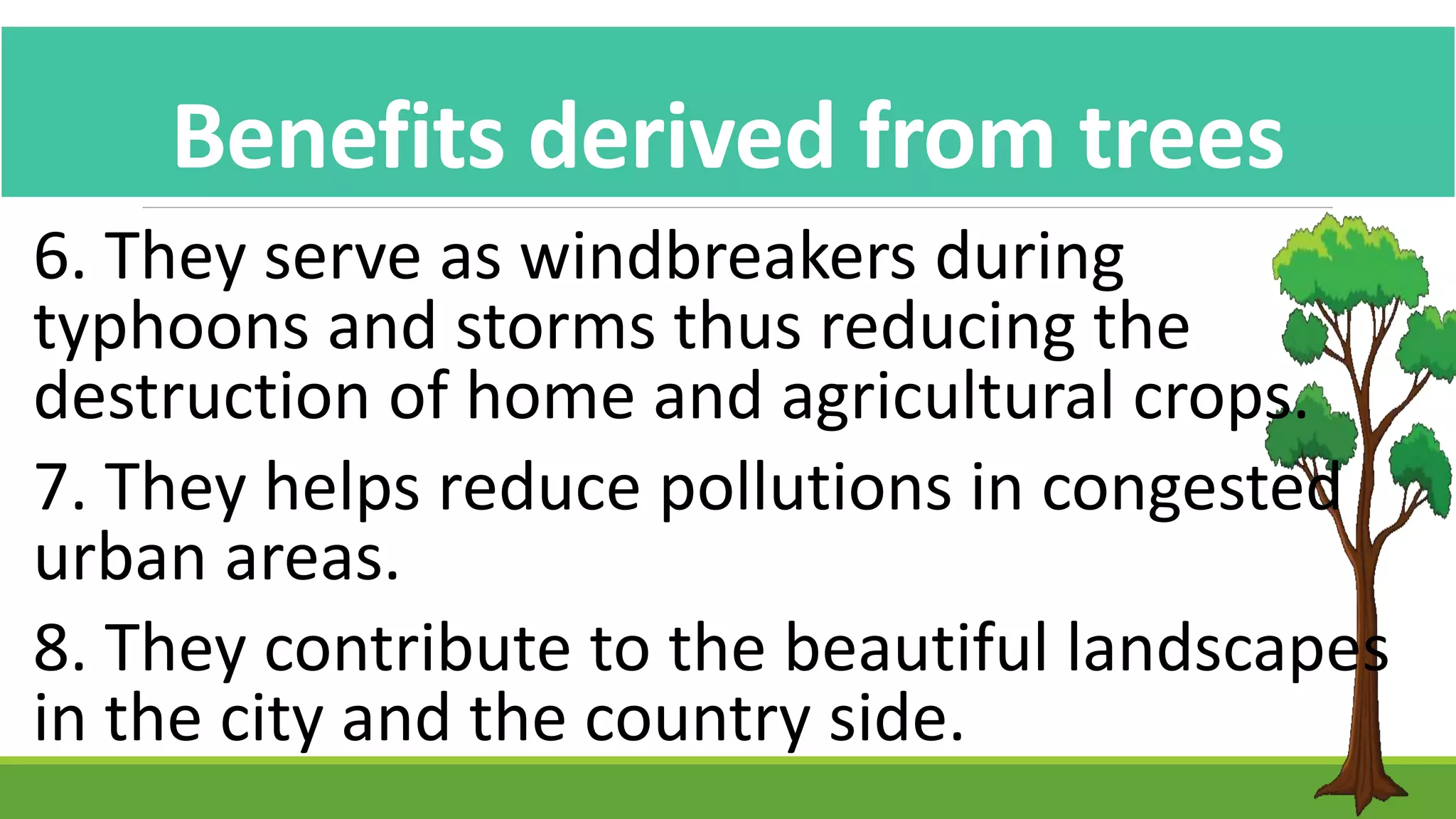 Benefits derived from trees
6. They serve as windbreakers during
typhoons and storms thus reducing the
destruction of home and agricultural crops.
7. They helps reduce pollutions in congested
urban areas.
8. They contribute to the beautiful landscapes
in the city and the country side.
 
