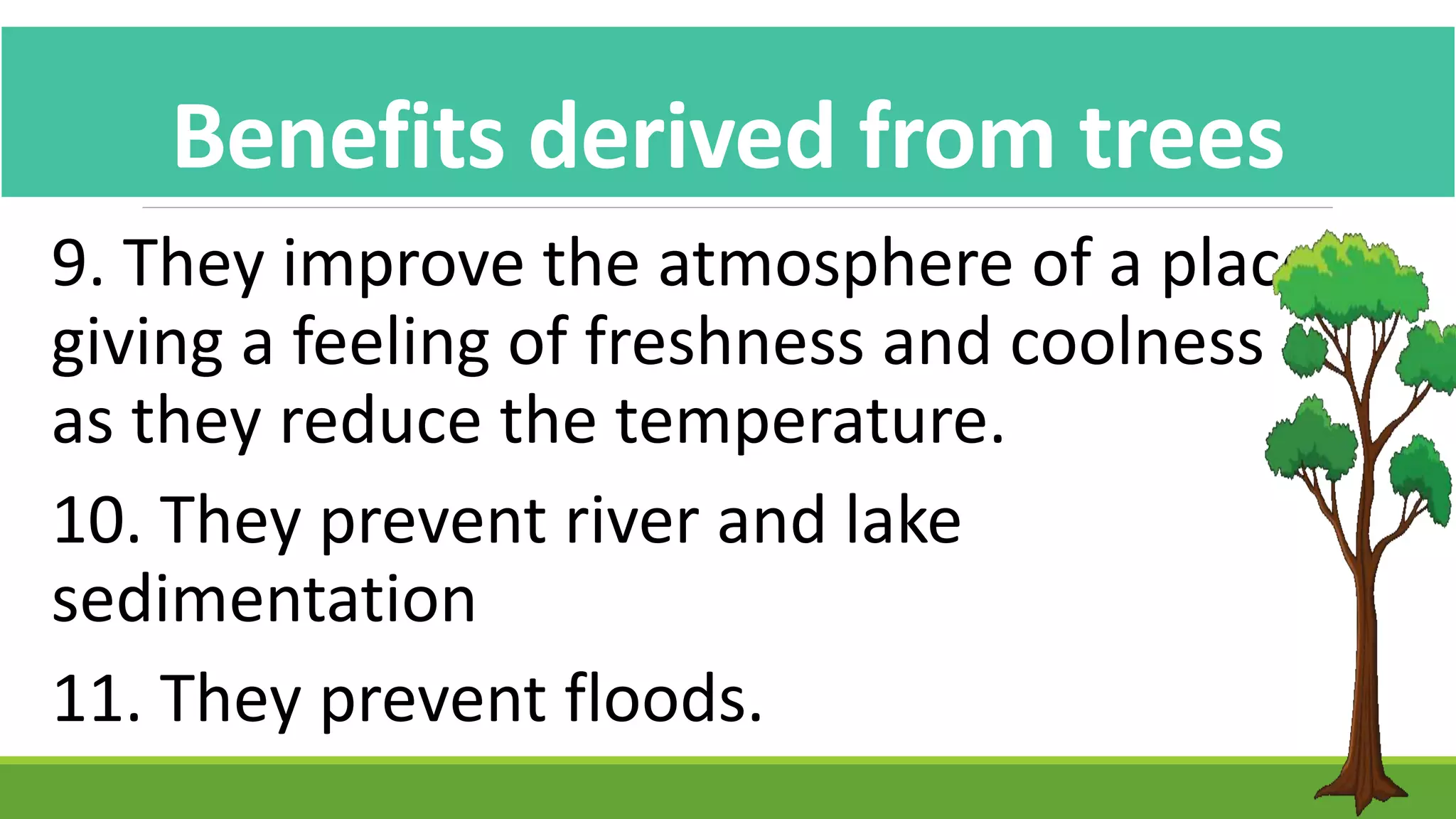 9. They improve the atmosphere of a place
giving a feeling of freshness and coolness
as they reduce the temperature.
10. They prevent river and lake
sedimentation
11. They prevent floods.
Benefits derived from trees
 