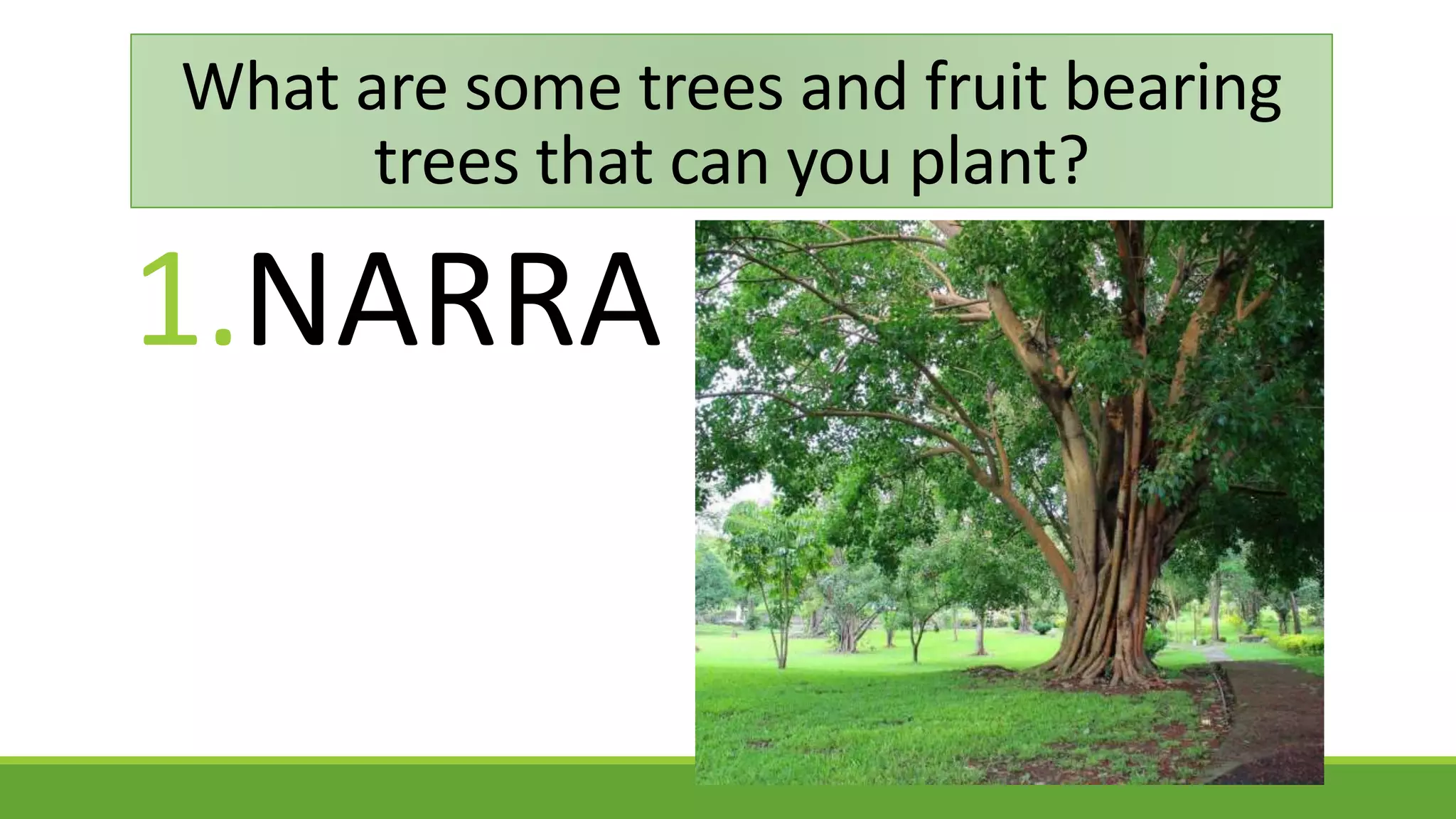 What are some trees and fruit bearing
trees that can you plant?
1.NARRA
 