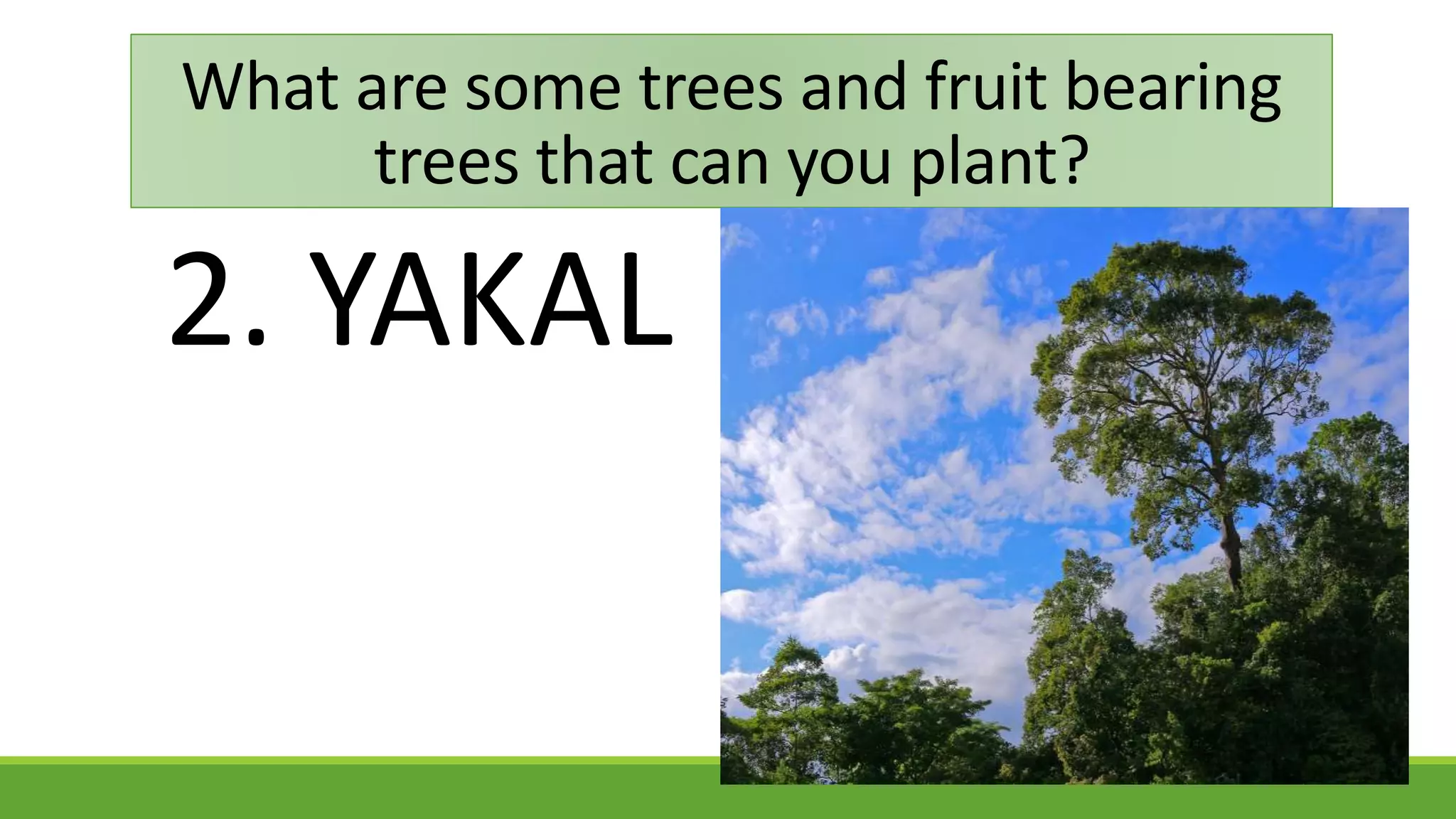 2. YAKAL
What are some trees and fruit bearing
trees that can you plant?
 