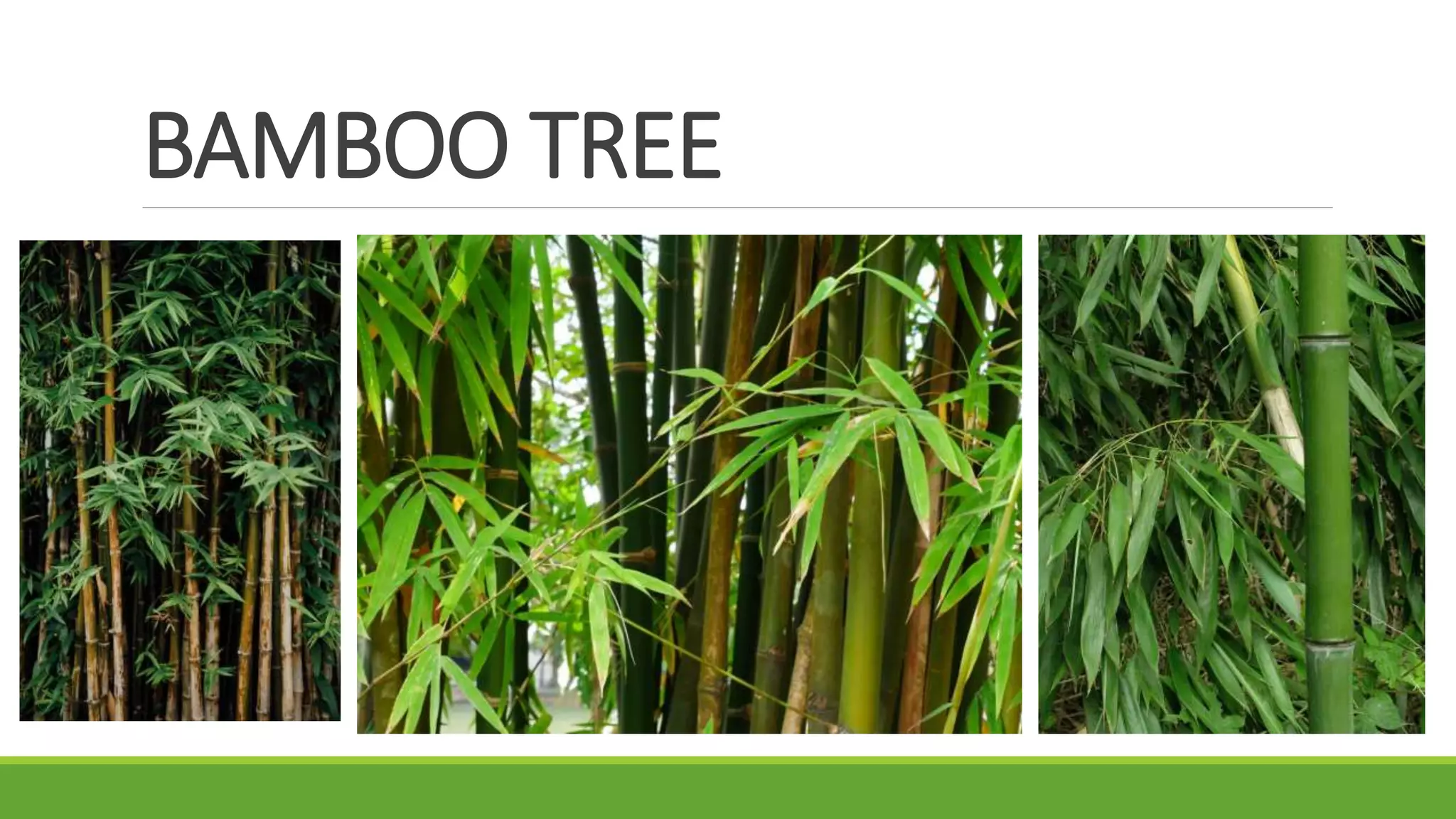 BAMBOO TREE
 