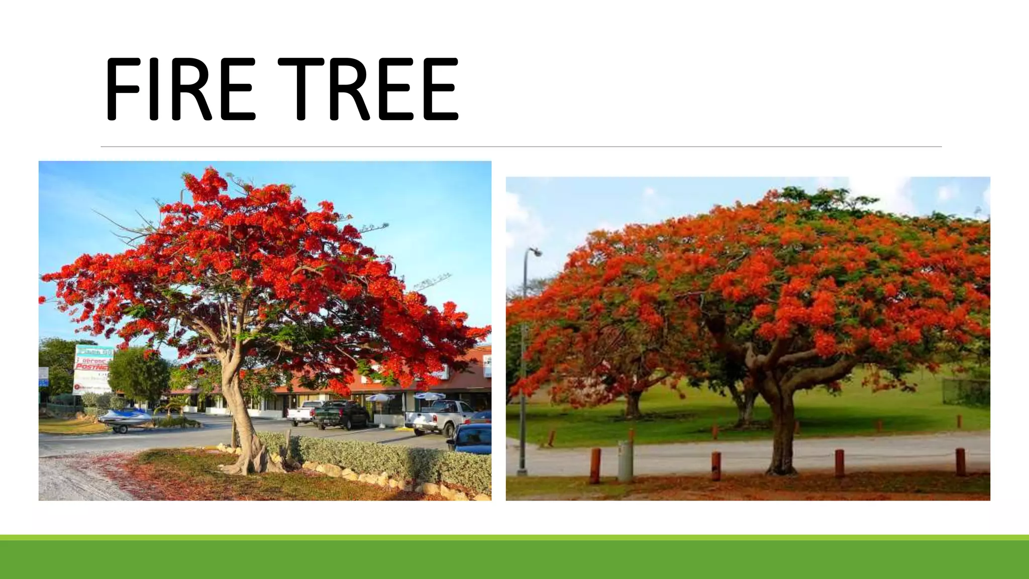 FIRE TREE
 