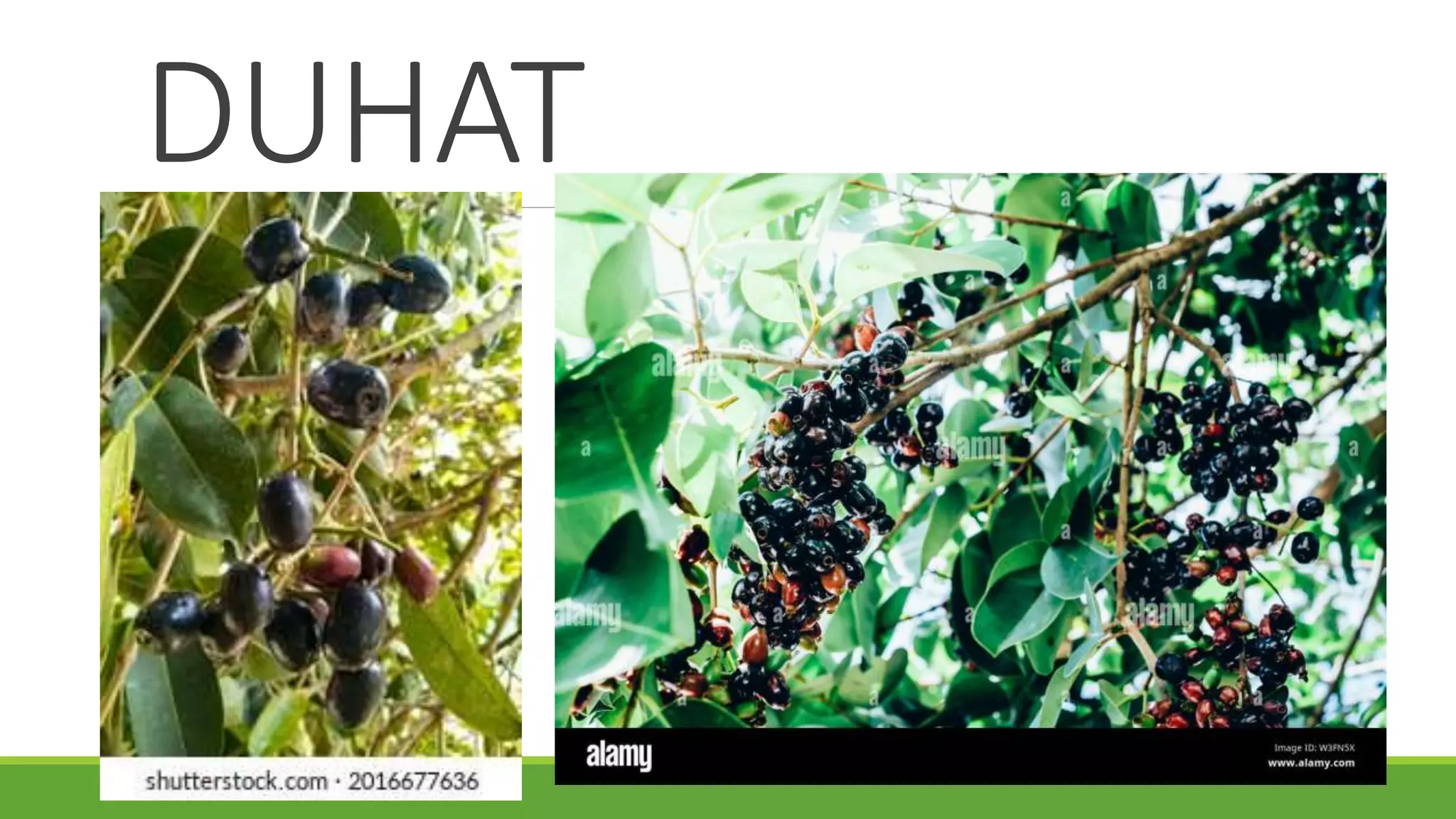 DUHAT
 