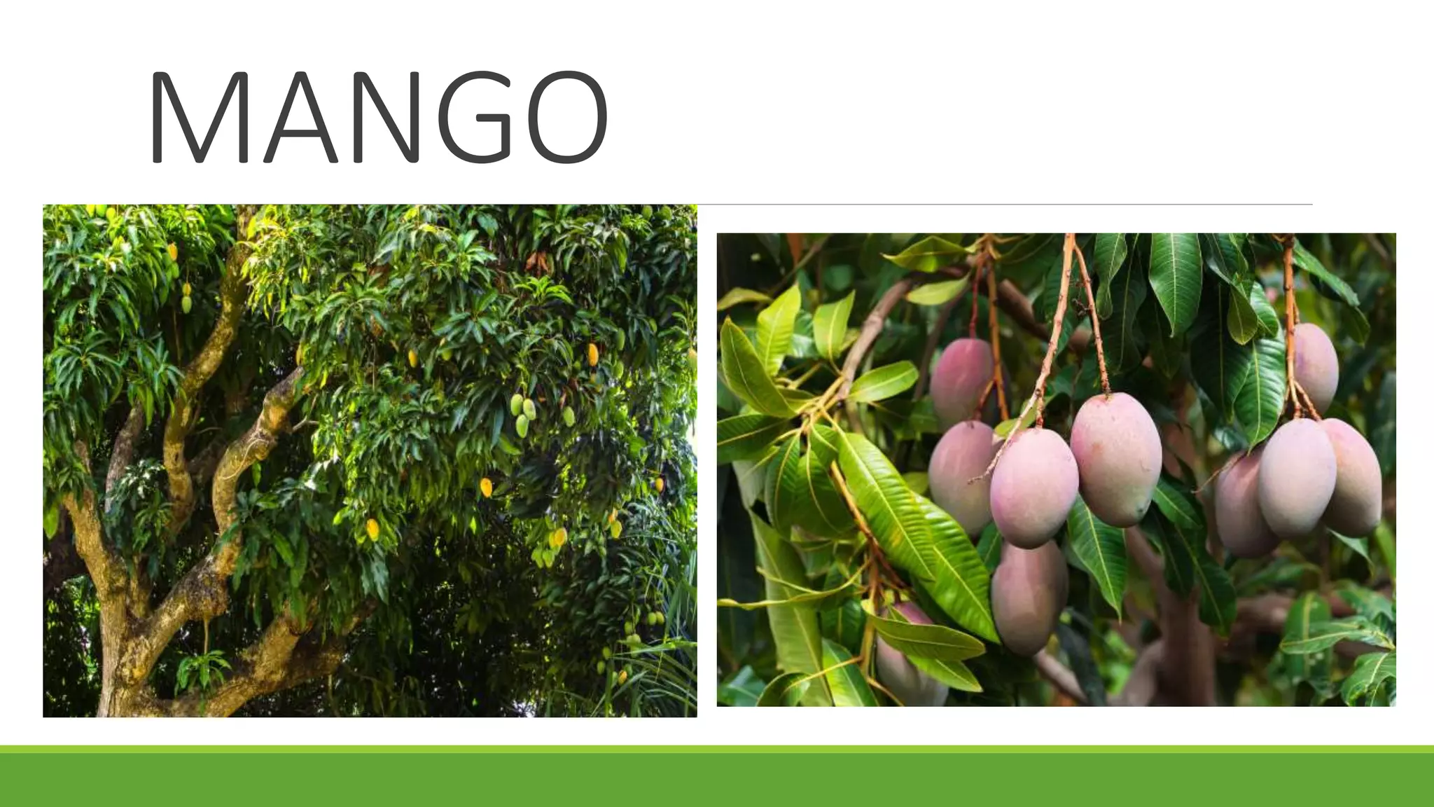 MANGO
 