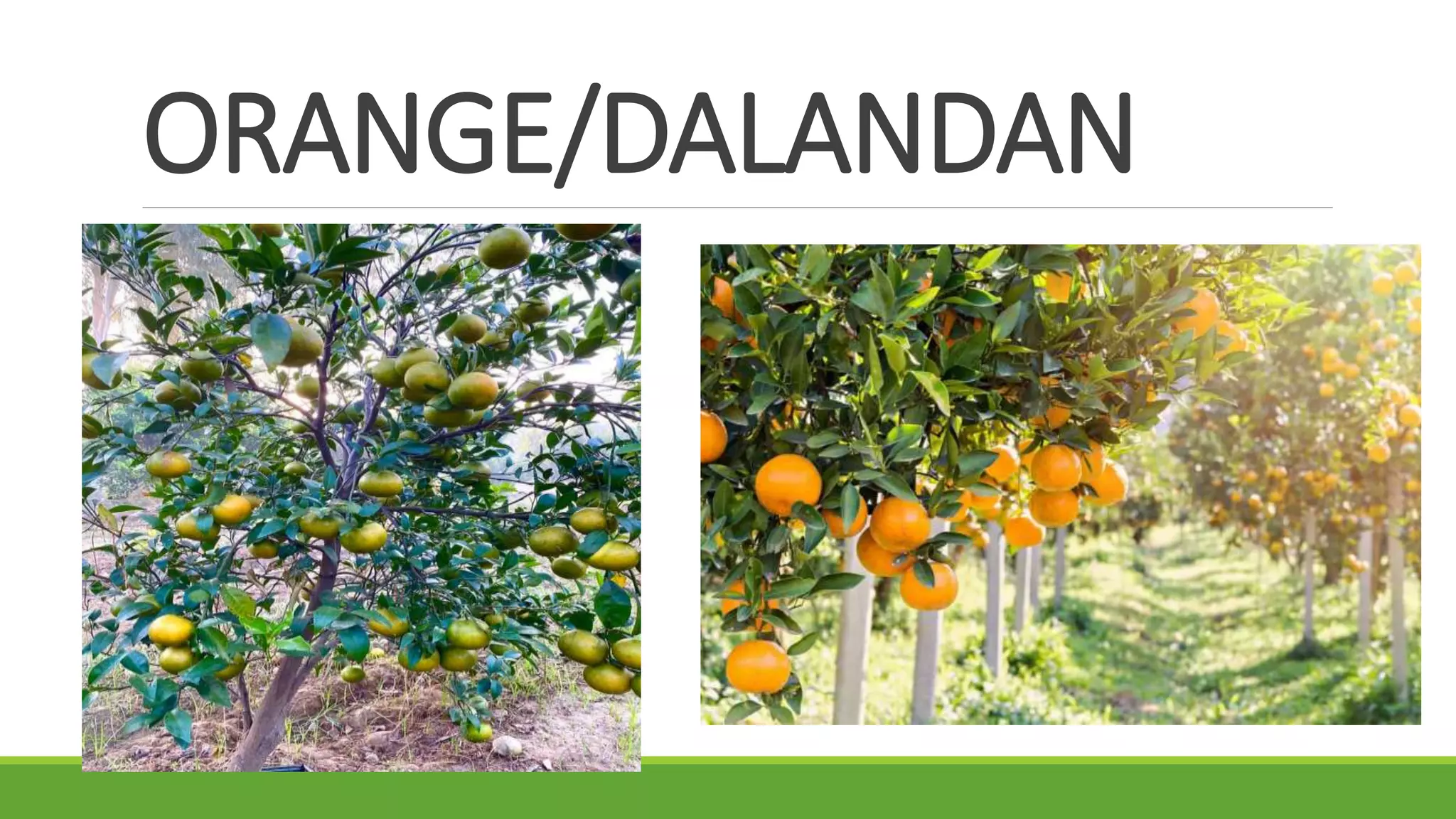 ORANGE/DALANDAN
 